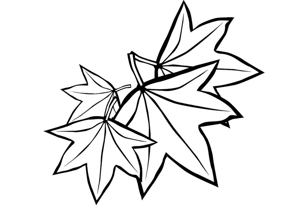Ahornblatt Ausmalen