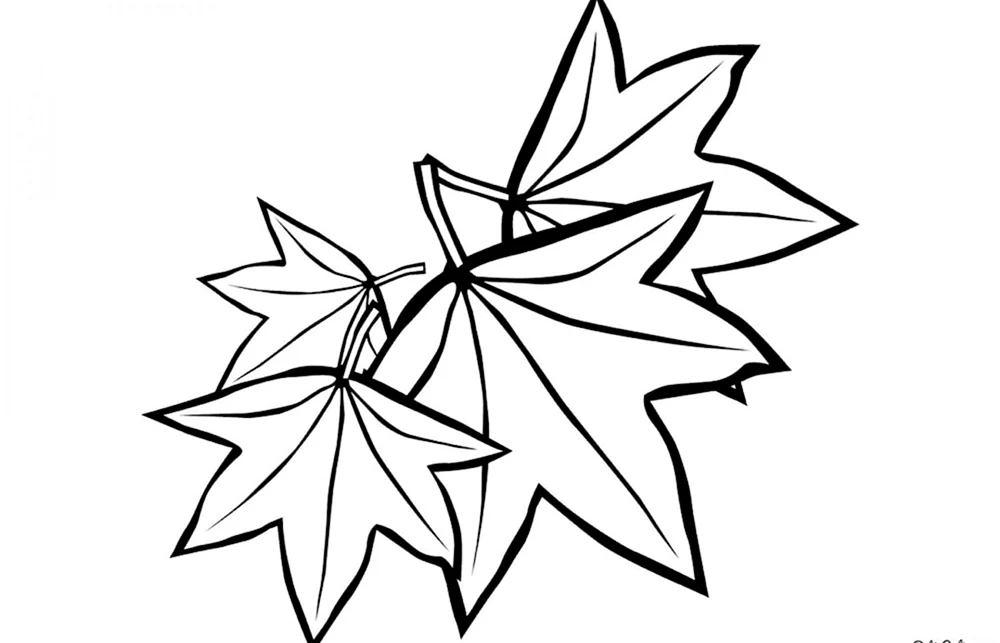 Ahornblatt zum Ausmalen