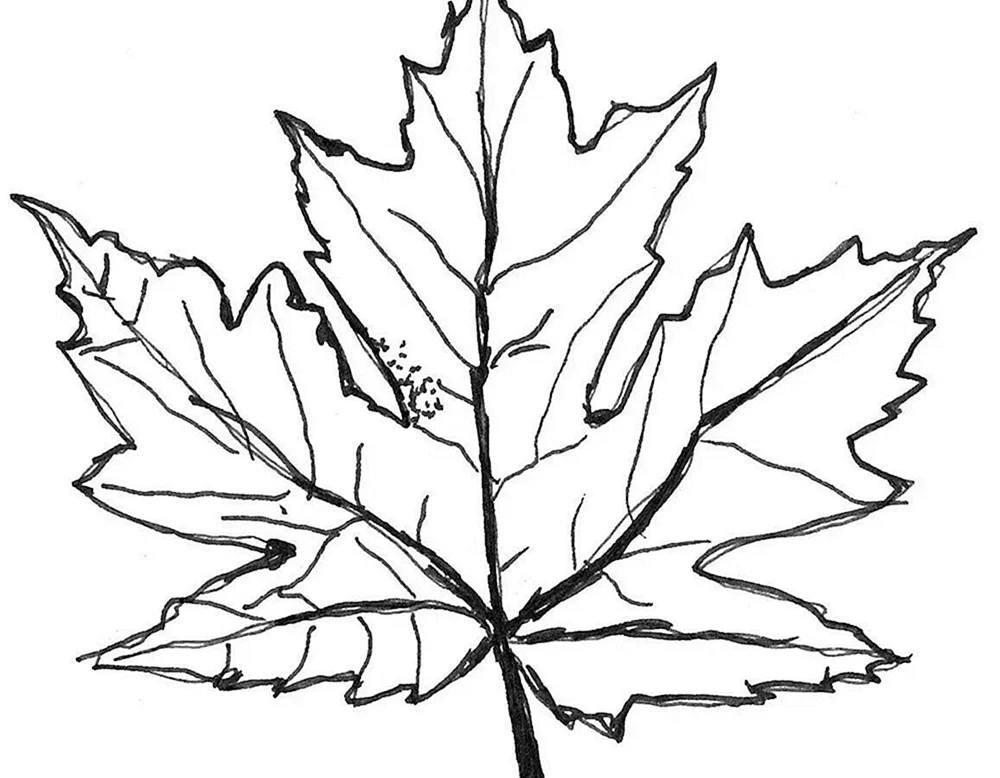Blätter Ausmalen