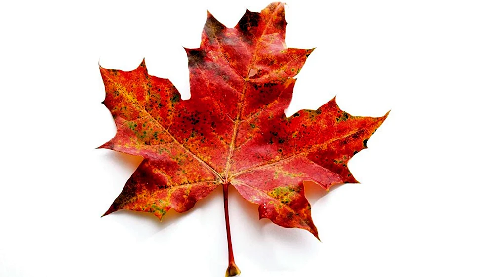 Herbst Ahornblatt ist ein Symbol von Kanada