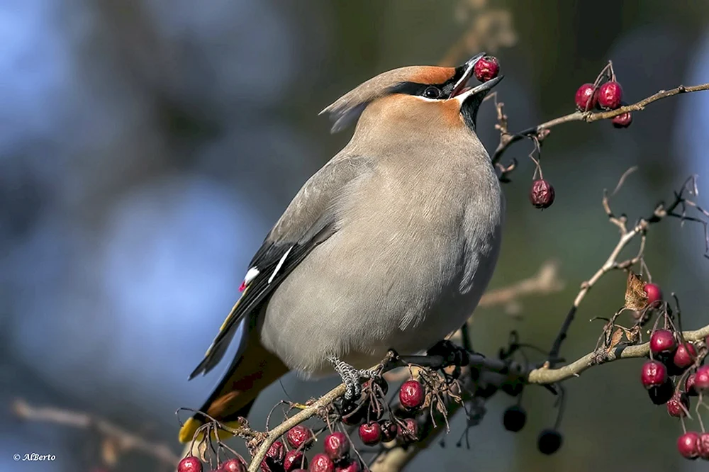 Haubenpfeifvogel