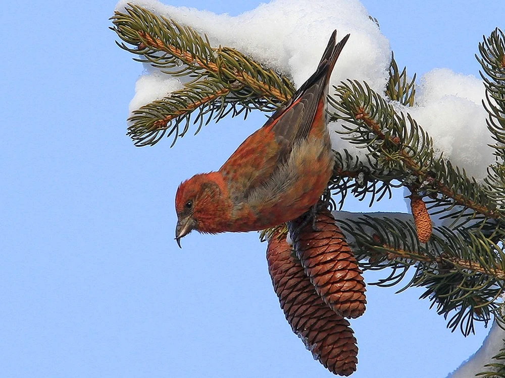Fichtenschneehuhn