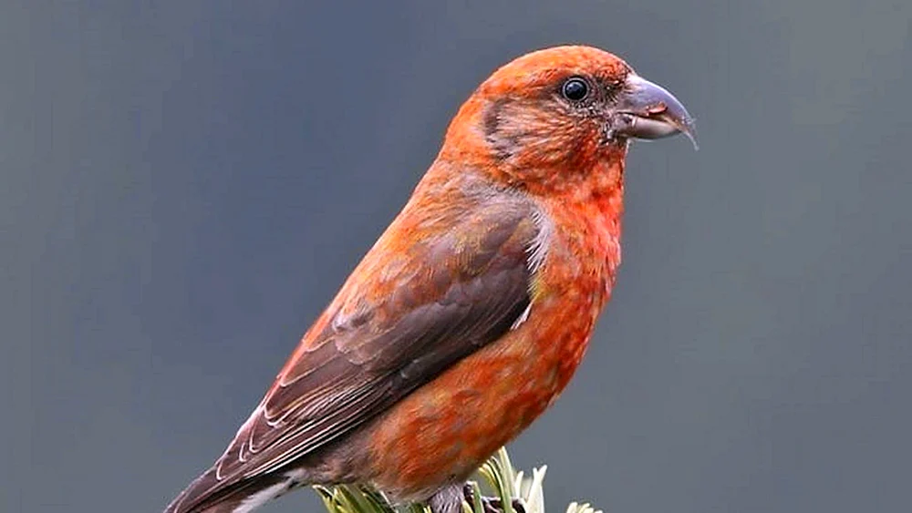 Papageientaucher