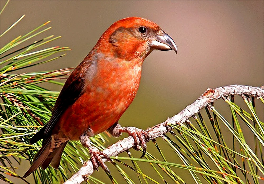 Tauchvogel