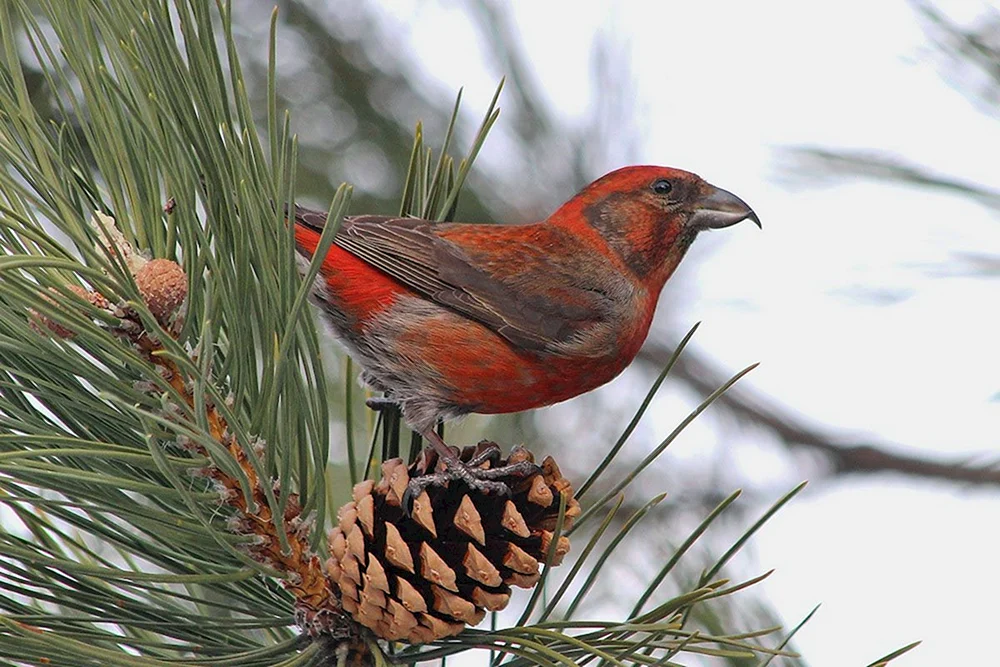 Tauchvogel