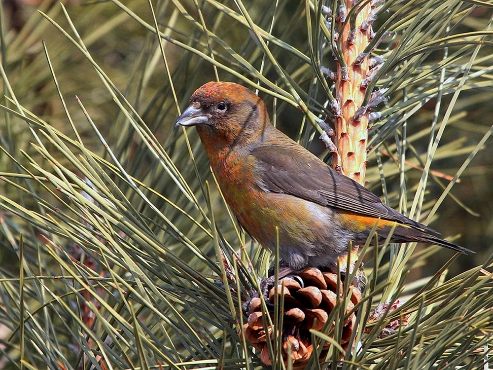 Tauchvogel