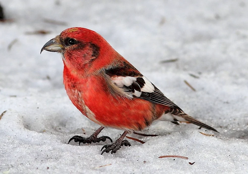 Tauchvogel. Fichtenschneehuhn