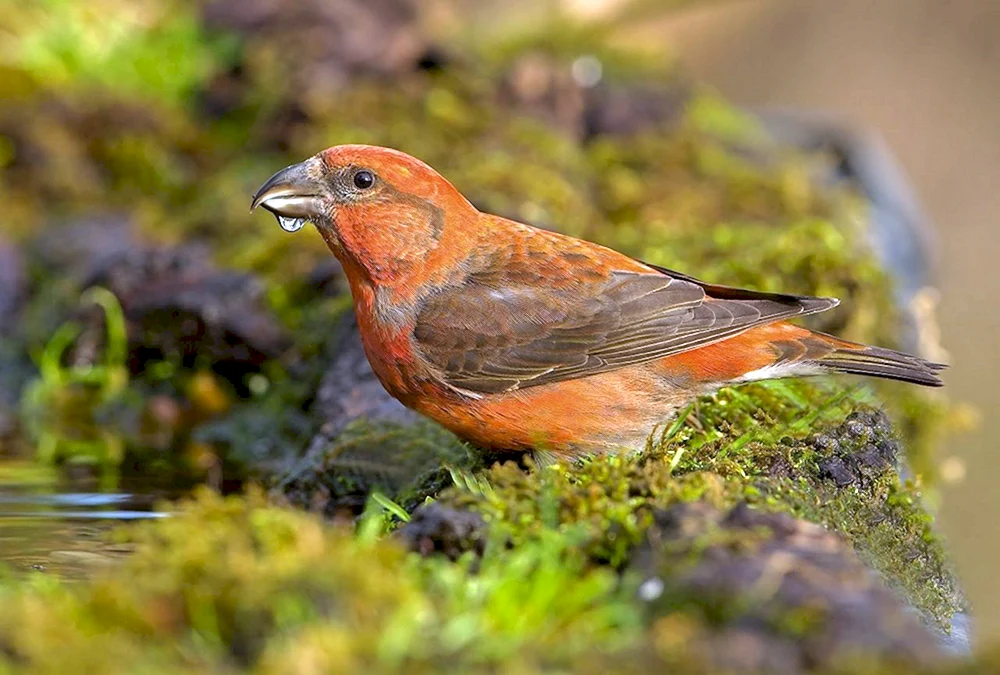 Fichtenschneehuhn