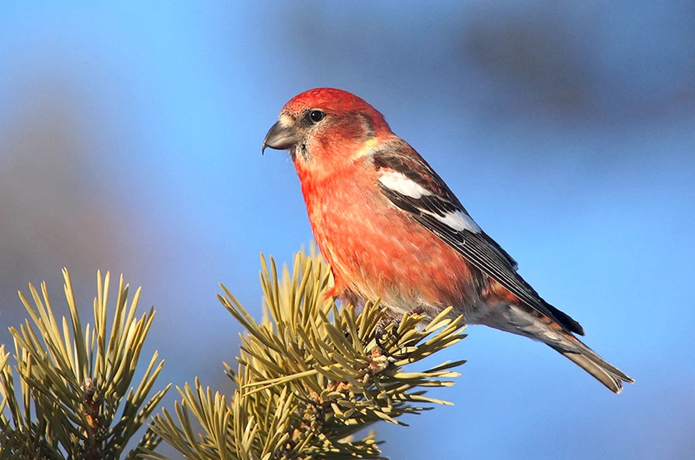 Fichtenschneehuhn
