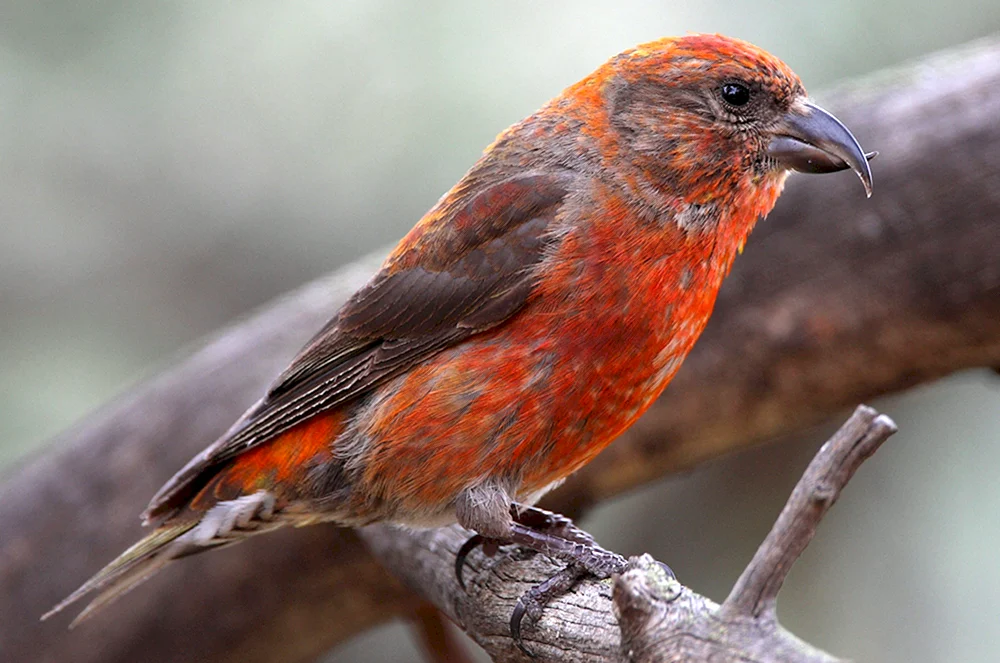 Tauchvogel