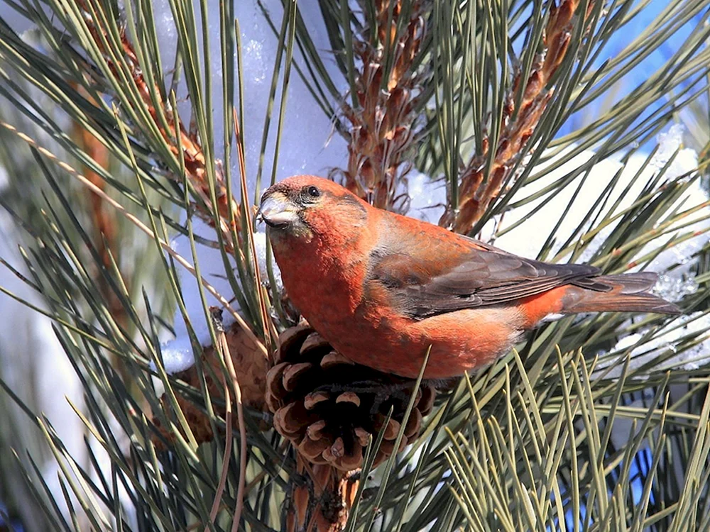 Tauchvogel