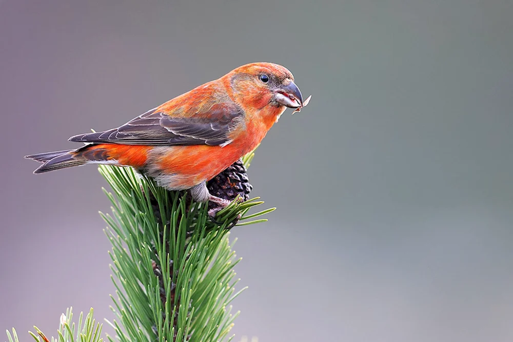 Tauchvogel