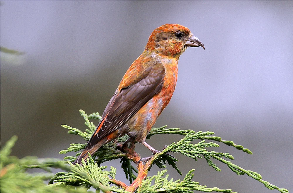Tauchvogel
