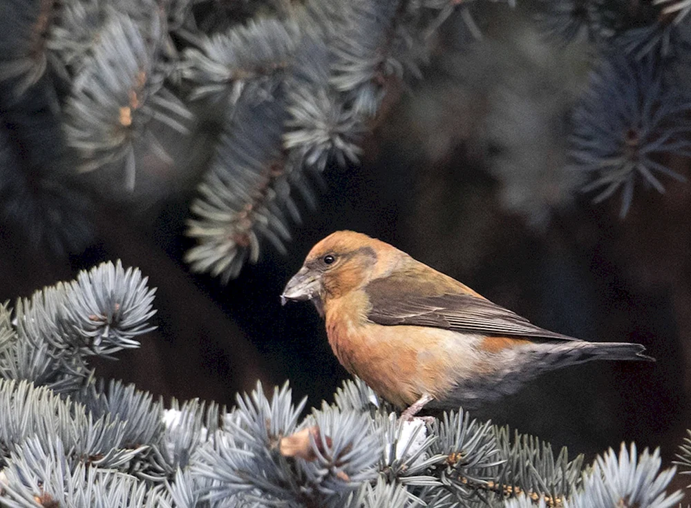 Tauchvogel