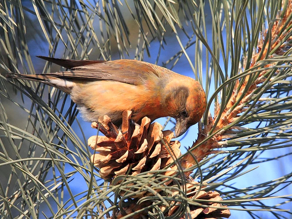 Tauchvogel
