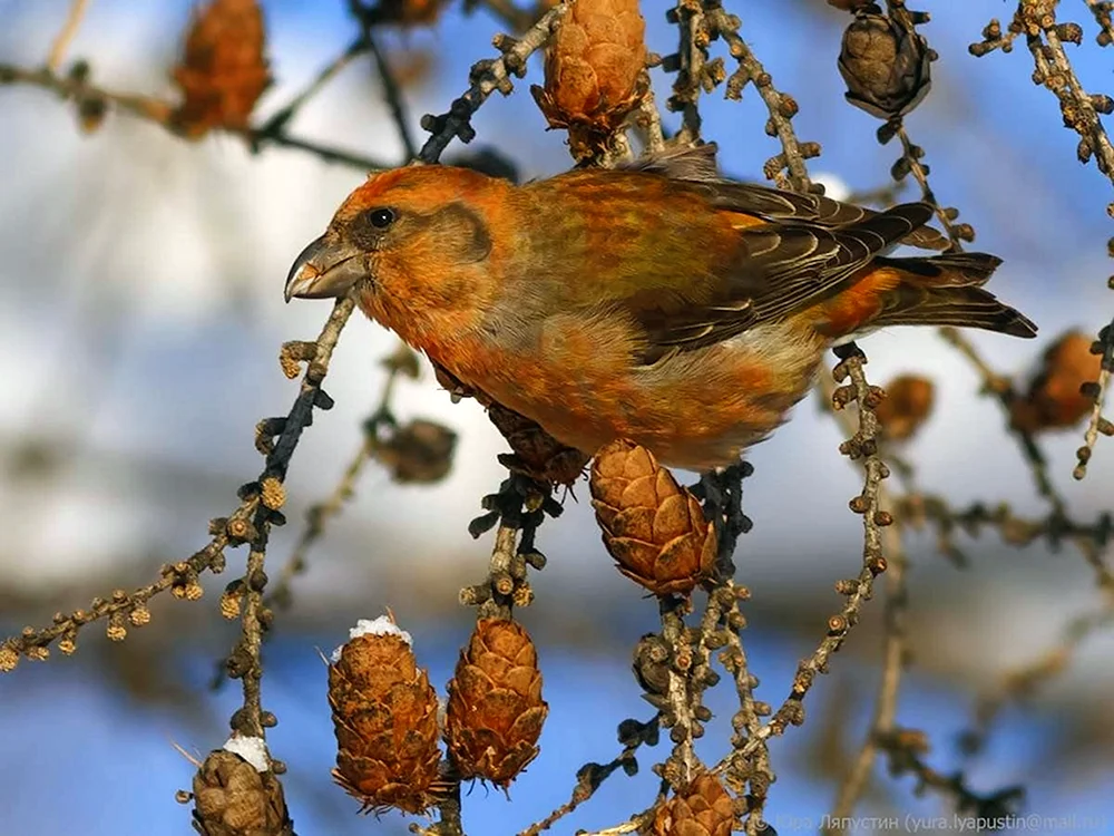 Fichtenschneehuhn im Nest