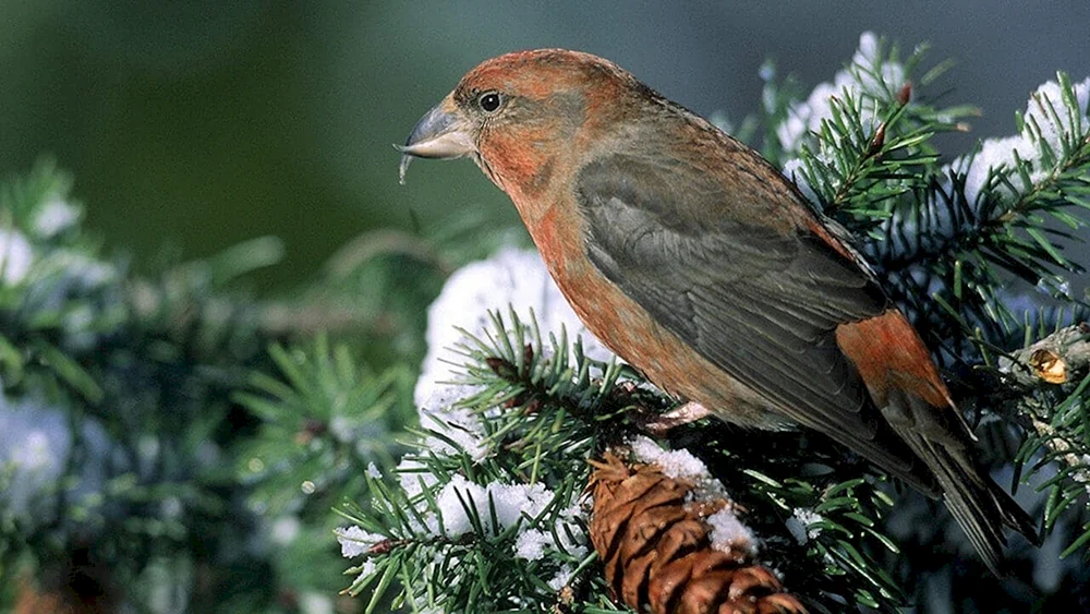 Fichtenschneehuhn
