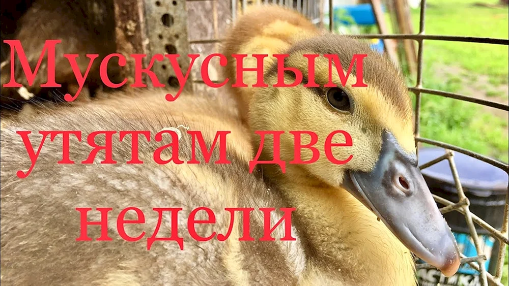 Schwere Enten