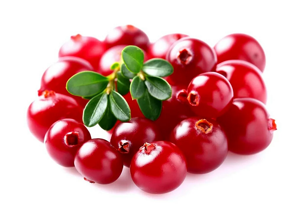Gartenpreiselbeeren Koralle