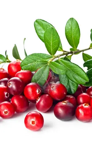 Preiselbeeren und Cranberries auf weißem Hintergrund