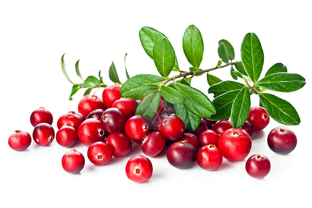 Preiselbeeren und Cranberries auf weißem Hintergrund