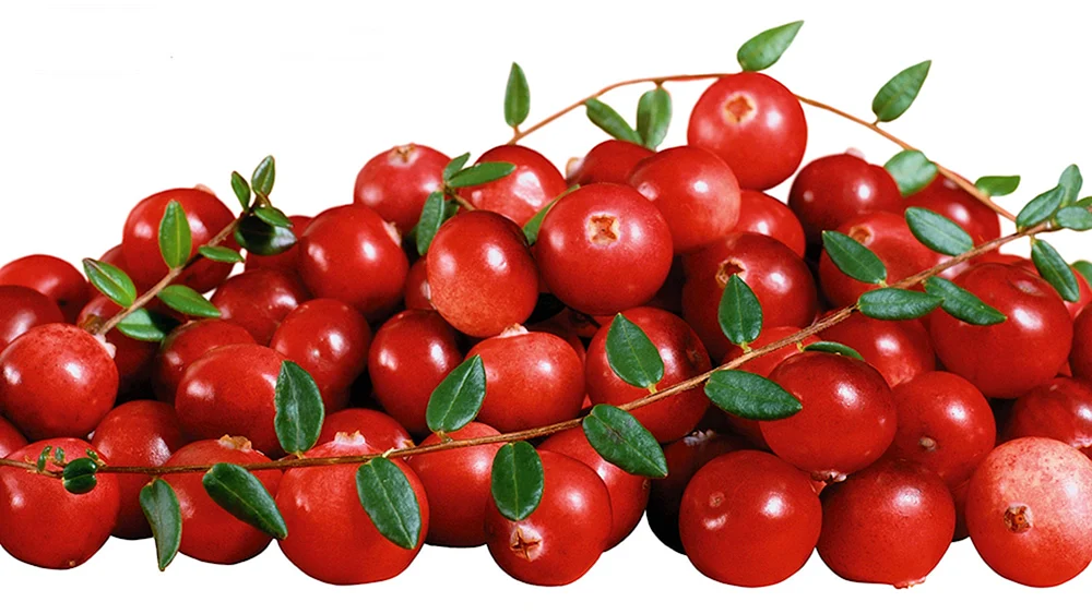 Heidelbeeren Preiselbeeren