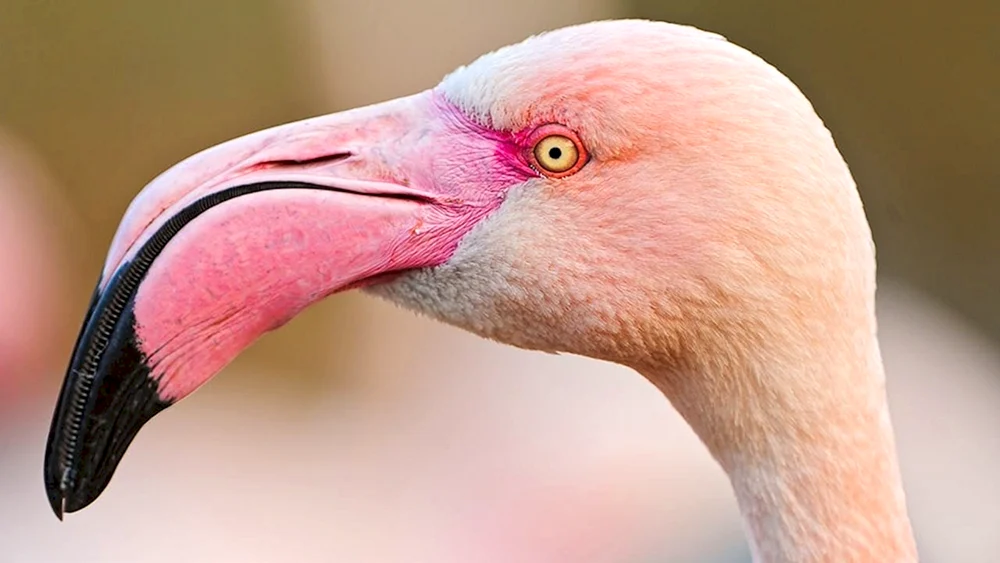 Flamingospieß