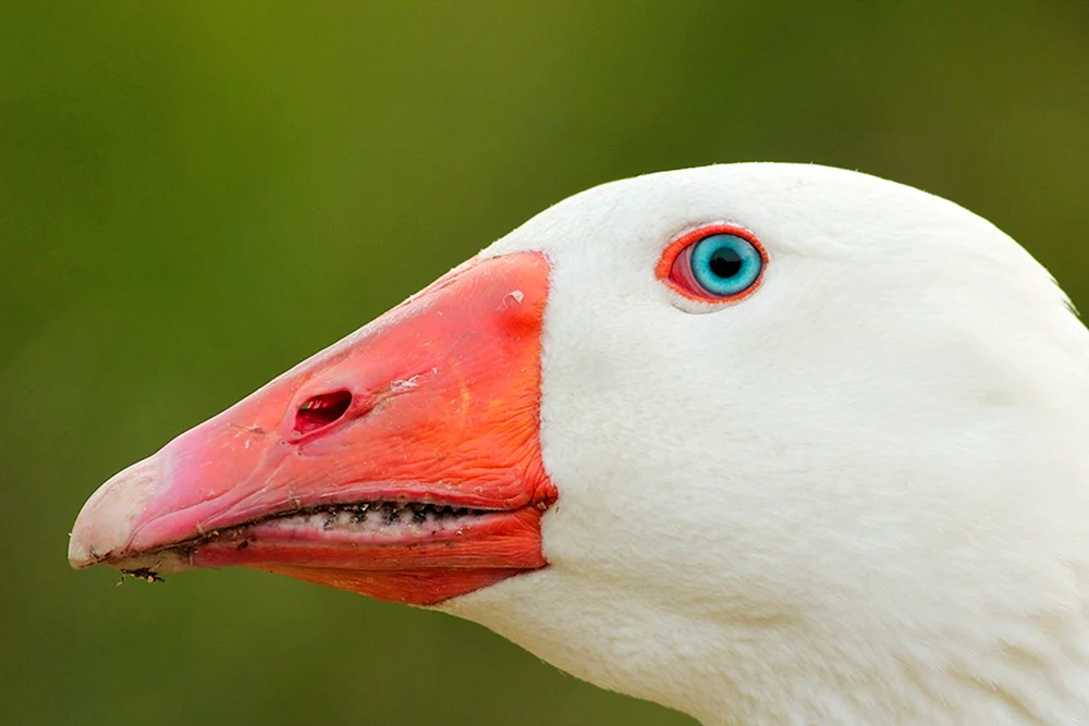 Gänsespieß in Vollgesicht