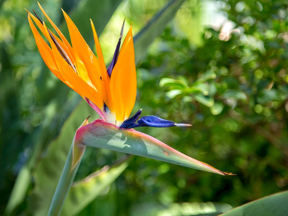 Papageienblume