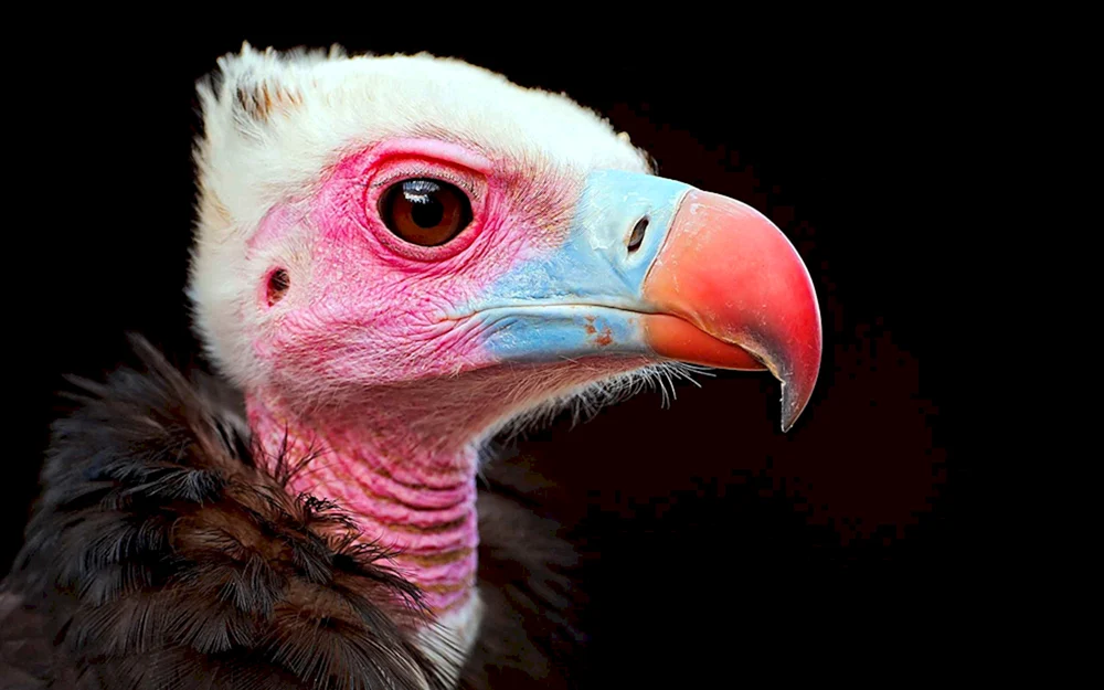 Afrikanischer Langohrgeier-Aasvogel