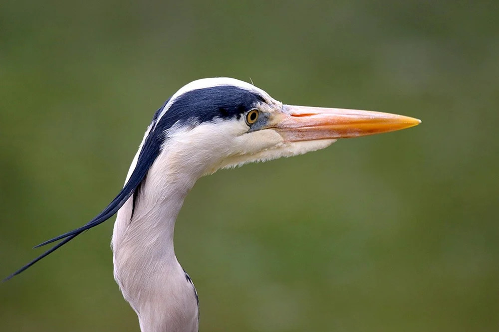 Kapuzenreiher