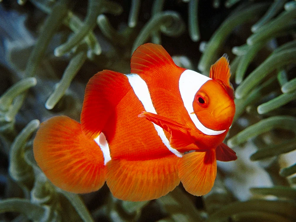 Mauritanischer Clownfisch