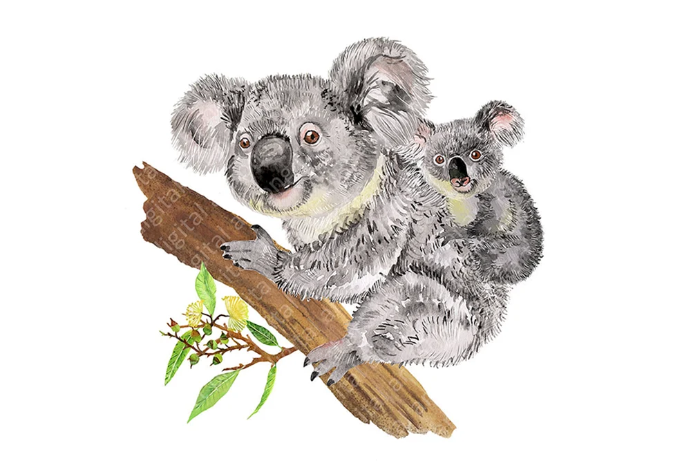 Koala