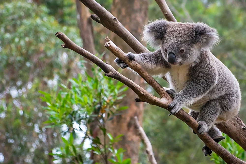 Koala