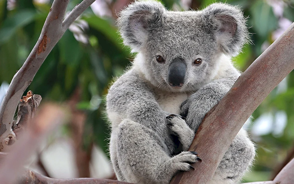 Koala