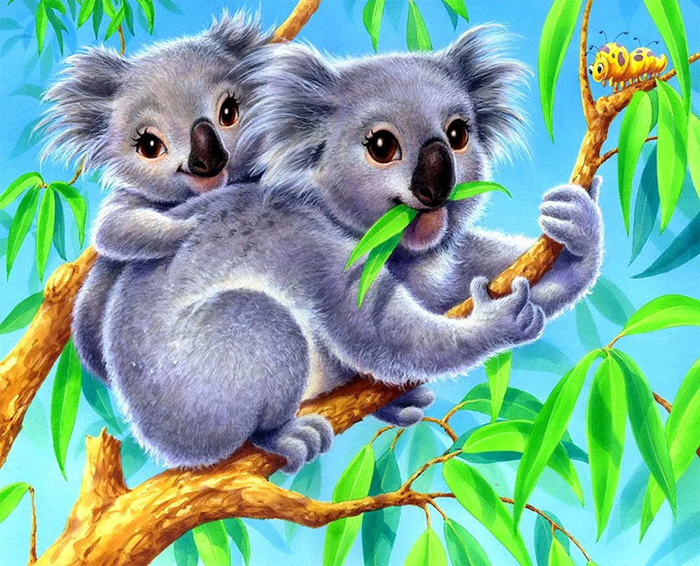 Koala