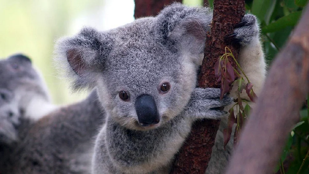 Koala