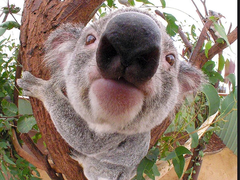 Furchtsamer Koala