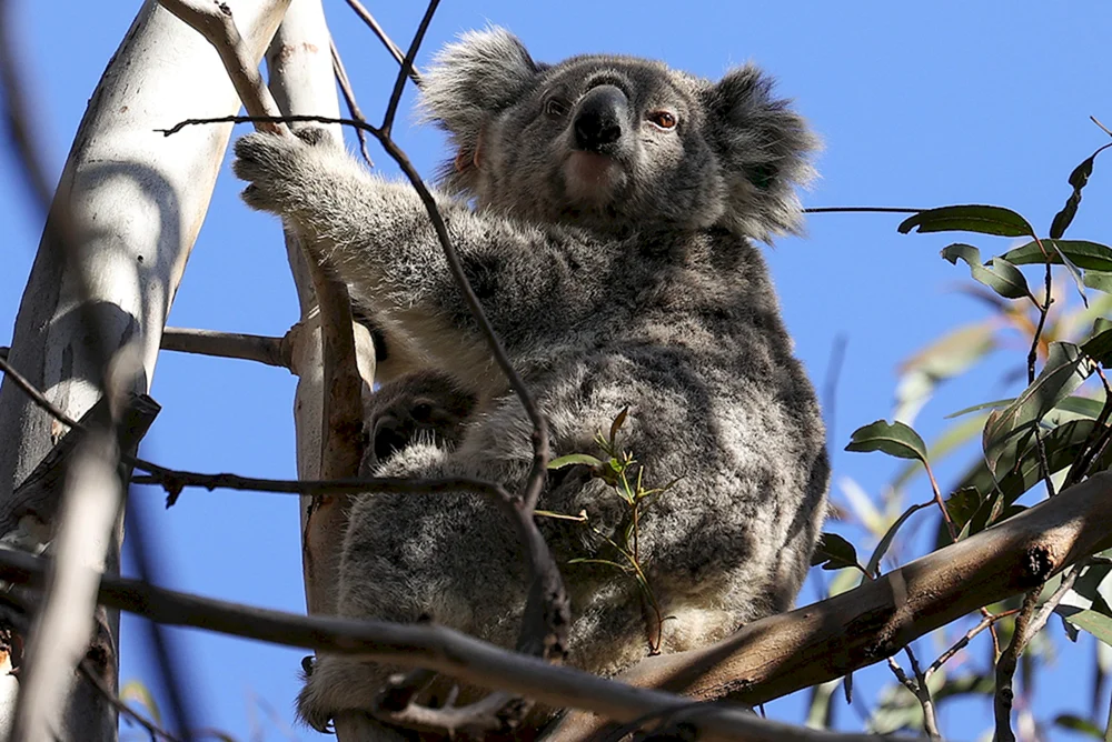 Koala in einem Becken