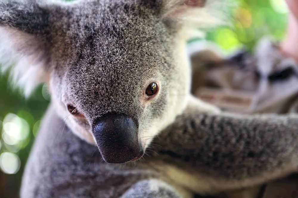 Böser Koala