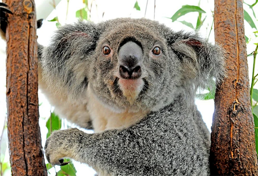 Windiger Koala