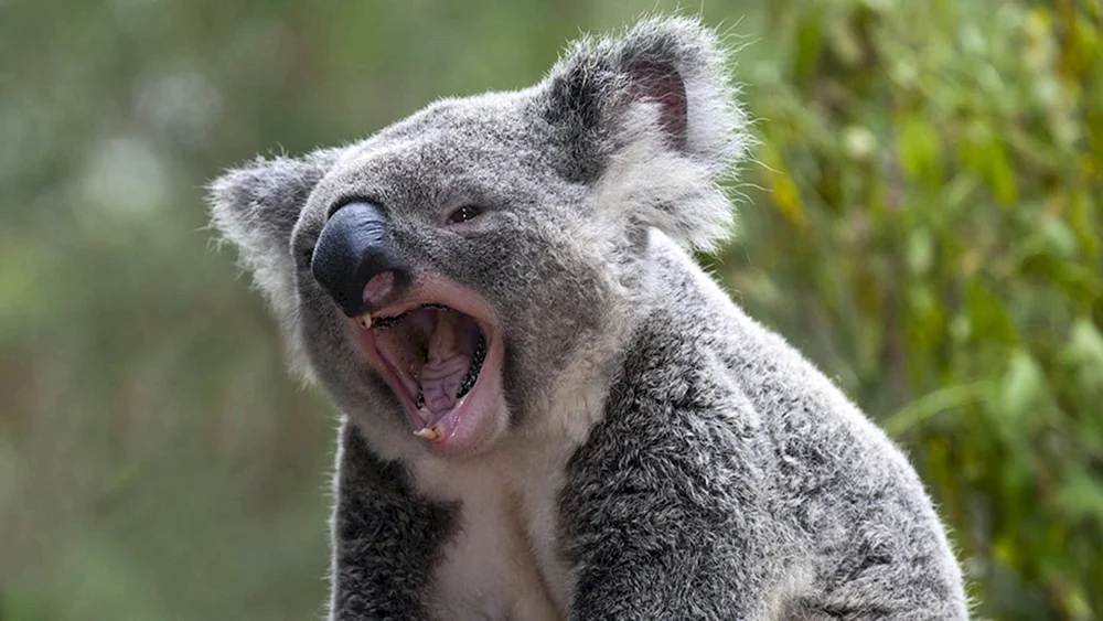 Windiger Koala