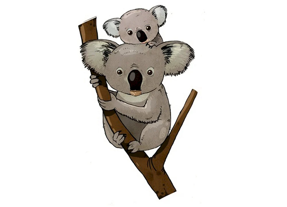 Koala Bild für Kinder
