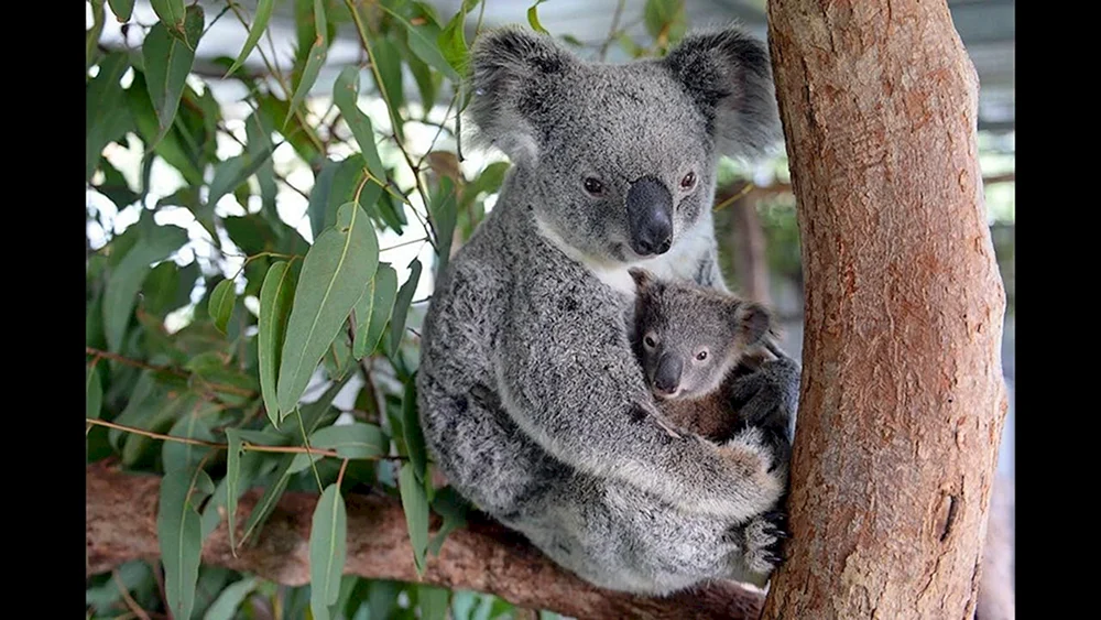 Koala Christie