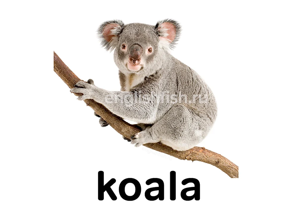 Koala auf weißem Hintergrund