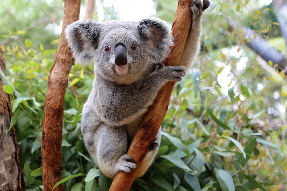 Koala Beuteltier