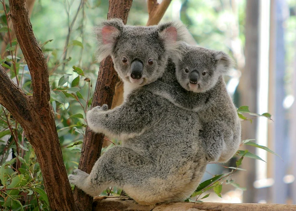 Koala Beuteltier