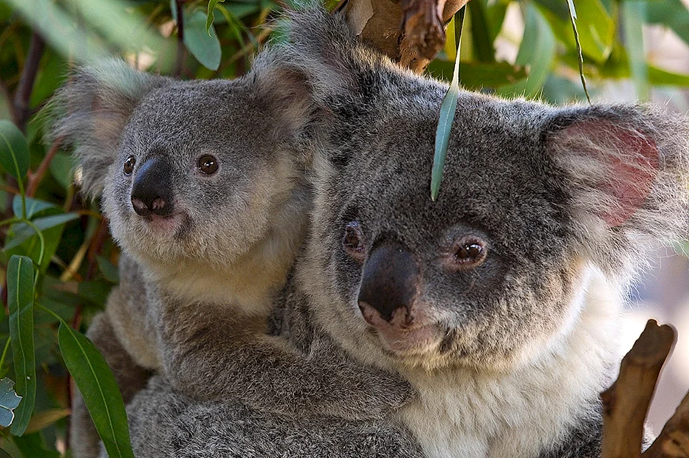 Koala Beuteltier
