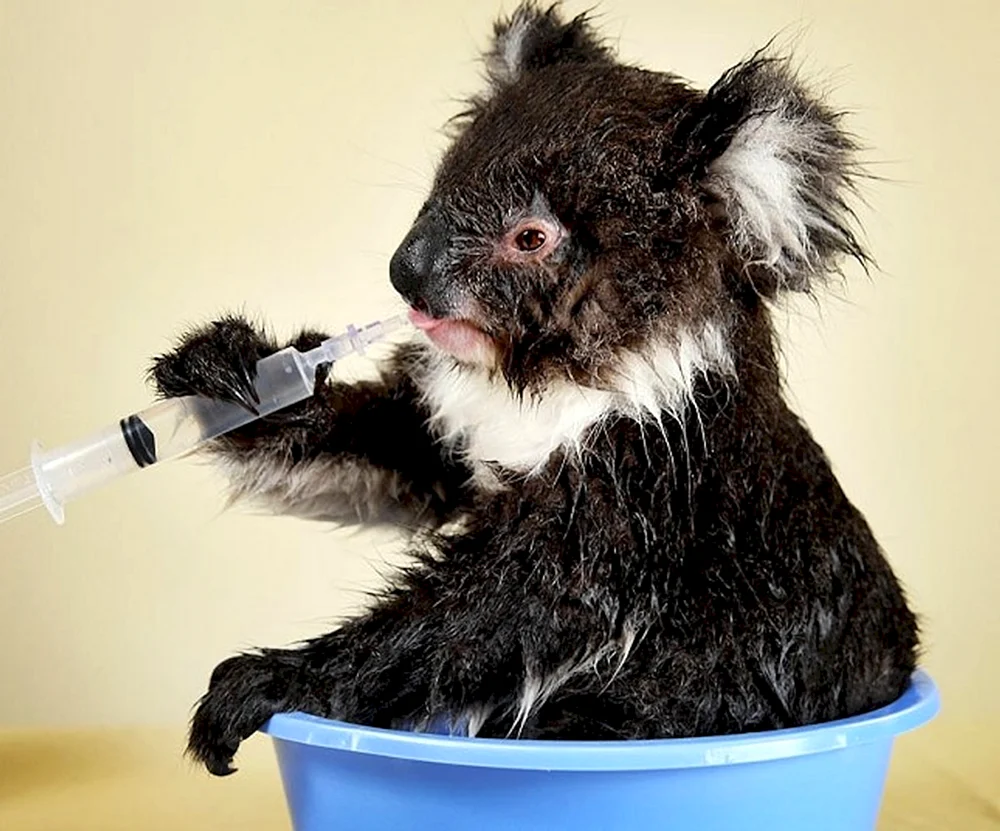 Tiger Koala