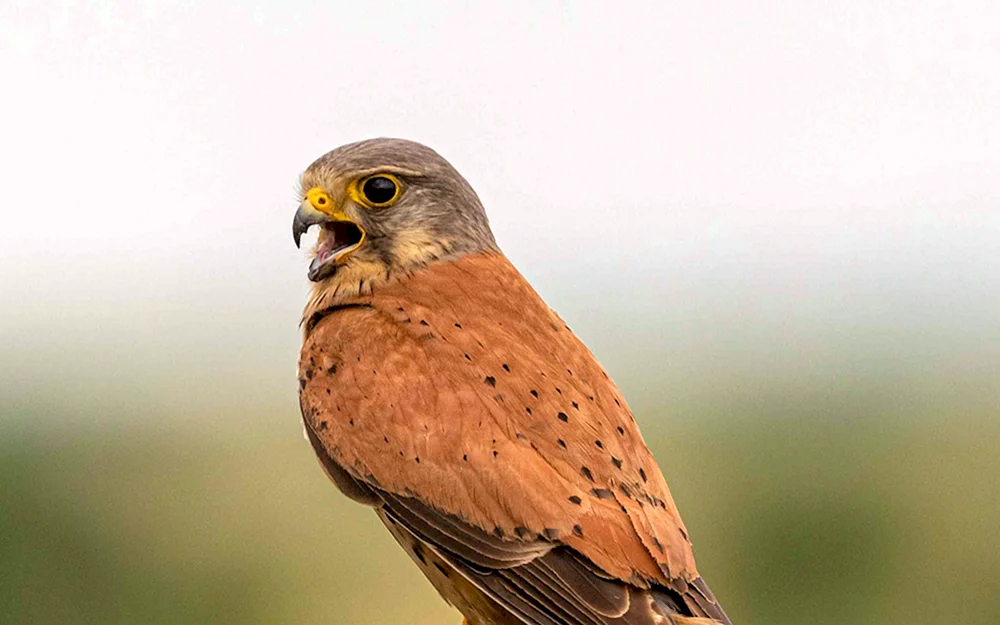 Falkenfalke Steppe
